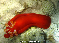 A Spanish Dancer, photographed on a night dive, with thre... by Lucy Chamberlain 